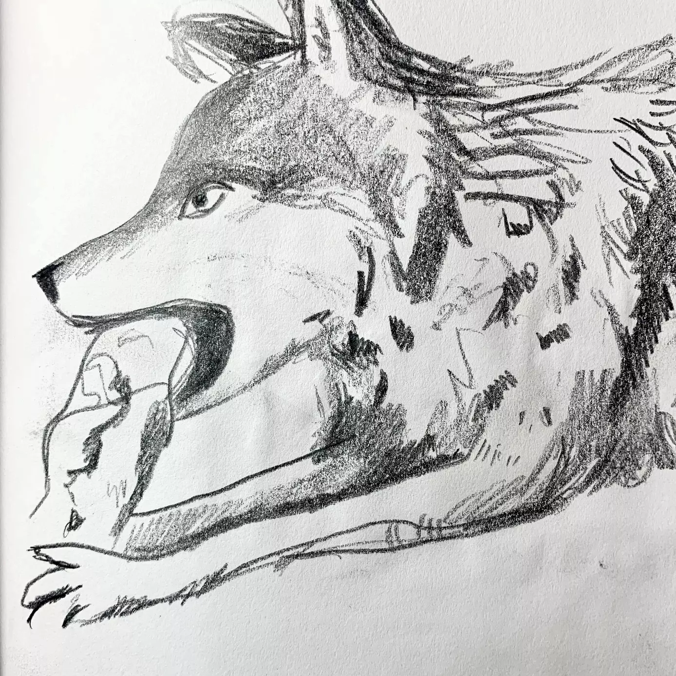 pencil drawing of a wolf eating a bone 